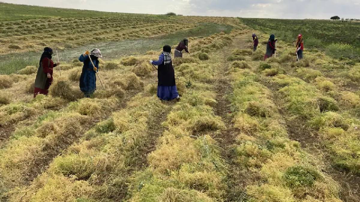 Güneşin doğuşuyla hasat mesaileri başladı! Kurutup sapından ayırıyor sonra satışa sunuyorlar