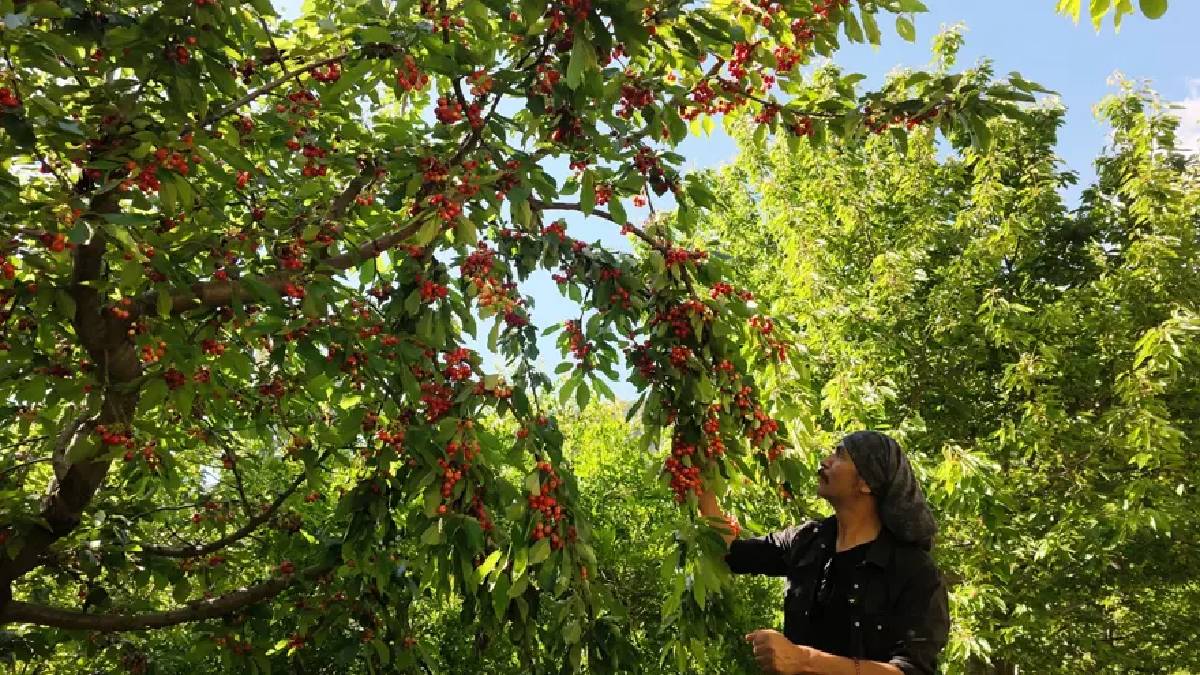 800 rakımda 20 yıllık bahçede hasat başladı: Günde 50 ton satılıyor