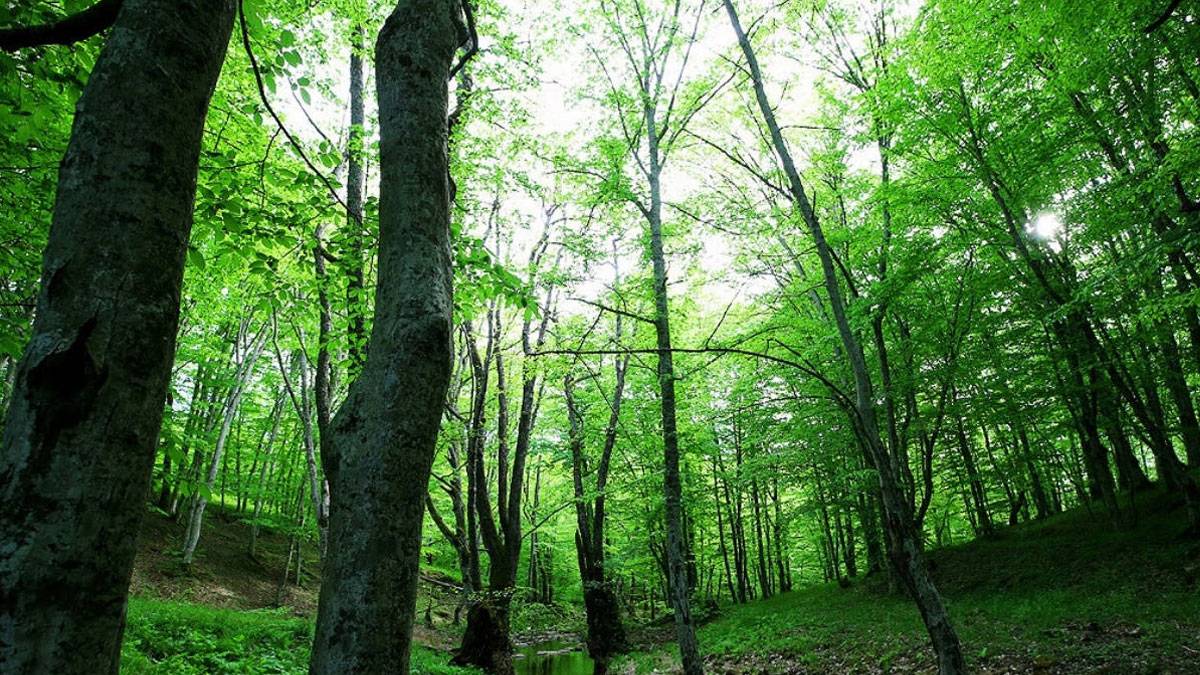 İstanbul'da ormanlık alanlara girişler yasaklandı