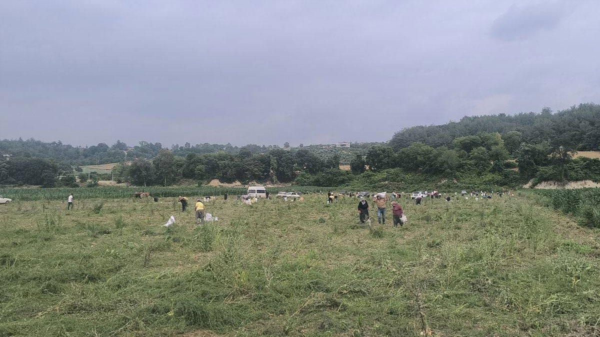 Soğanını satamayan çiftçi tarlasını halka açtı: Başımızdakil