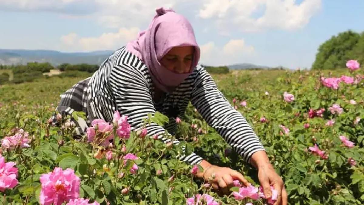 Hasadı çuvallarla yapılıyor! Sabah başlayan mesai yevmiyesi 700-800 TL