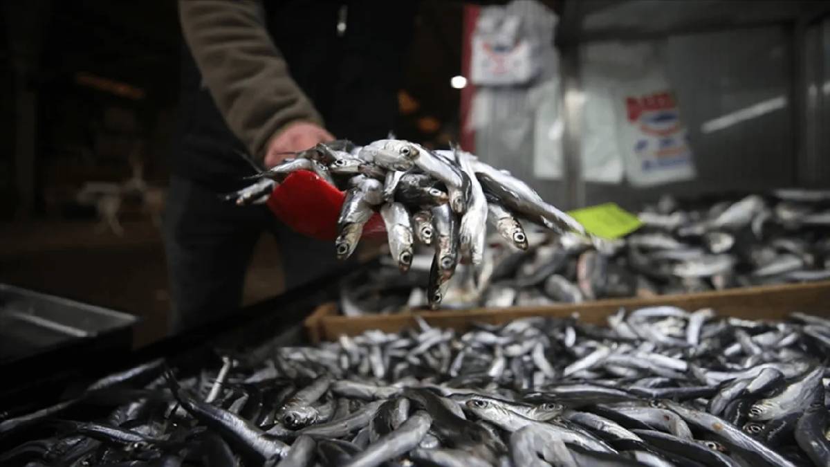 Megakent’in Mayıs ayı karnesi ortaya çıktı: En çok hamsi tüketildi