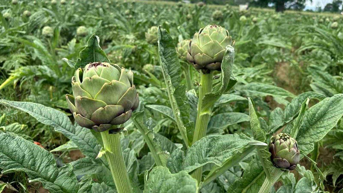 Mandasıyla ünlü köyde şaşırtan ‘Enginar’ hasadı: 4 milyondan