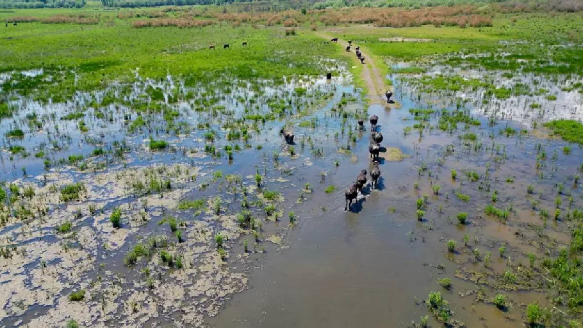 Afrika’dan Serengeti belgeseli değil Afyon mandaları! Tüm sürü kendini suya bıraktı
