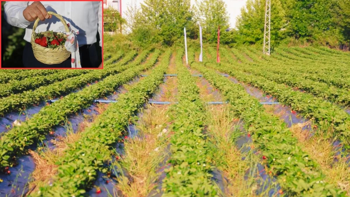 4.300 dekara ekildi! Hatay’da 10.900 ton rekolte bekleniyor