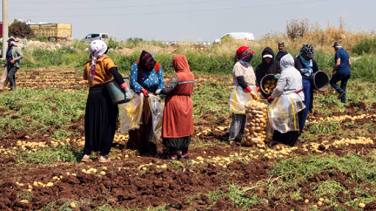 Adana’da hasat sürüyor! Kilosu 30 TL’den 20 TL’ye 