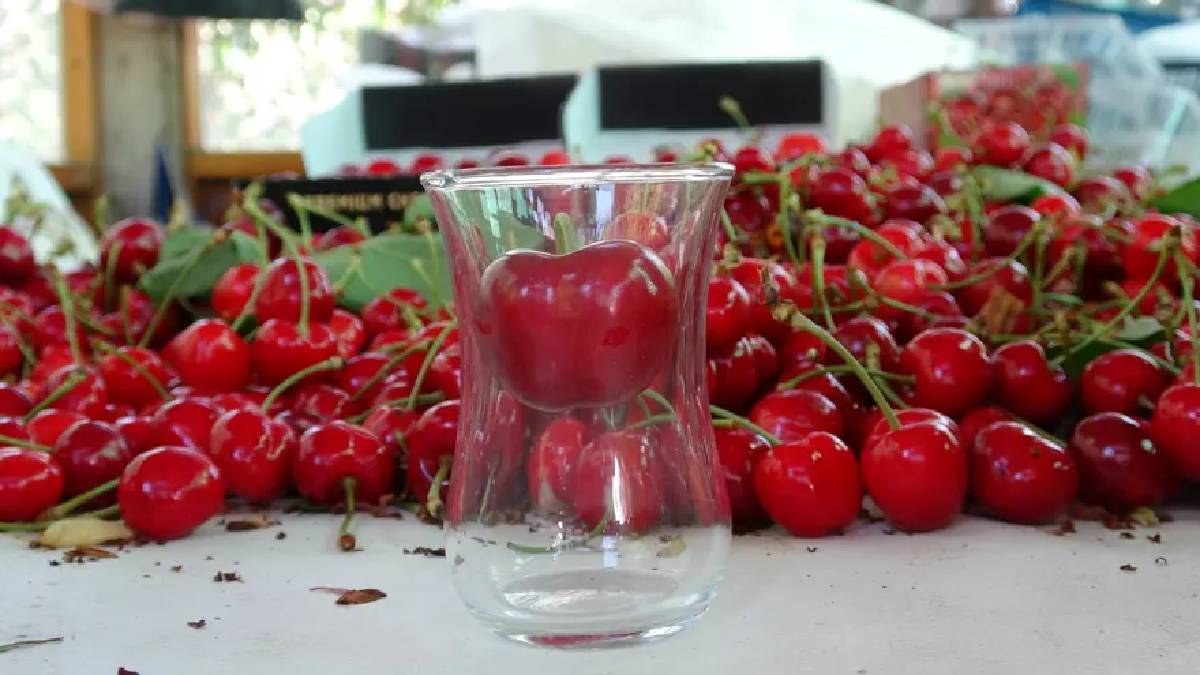 Doğal üretim kirazlar büyüklüğüyle şaşırtıyor! “Ziraat 900”cinsi çay bardağı boğumundan bile geçmiyor