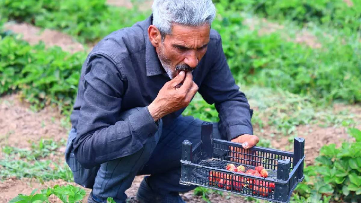 Tadı bozulmasın diye hayvan gübresi bile kullanmadan üretiyor: Beğenmeyene para iadesi yapacak