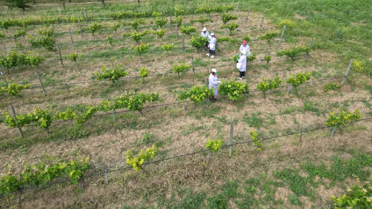 Tescilli ürün hasadında 5 ton rekolte bekleniyor! Kilosu 400 TL olarak belirlendi