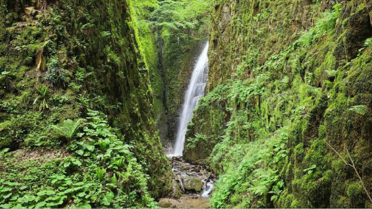 Kocaeli’nde doğa şenlendi! Şehir kaosundan kaçan burada huzur buluyor