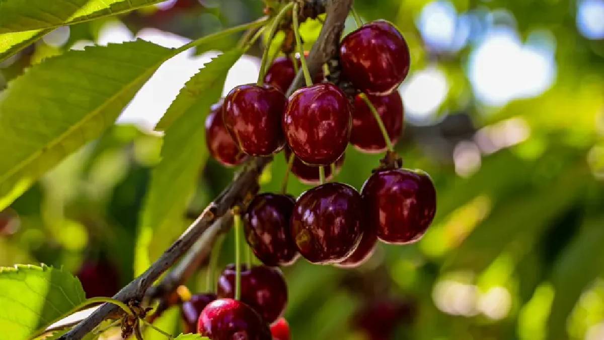 Hasat tüm hızıyla sürüyor! 27 bin dekarda 15.500 t