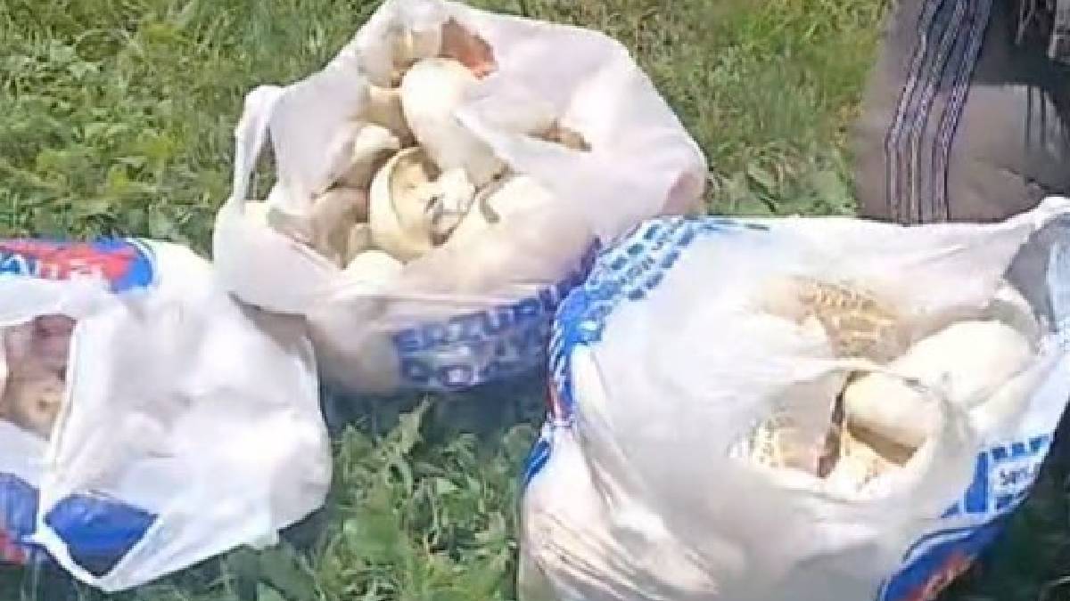 Yağış bereketi toprağa yansıdı! 45 dakikada poşetlere doldurup 300 TL’ye sattılar