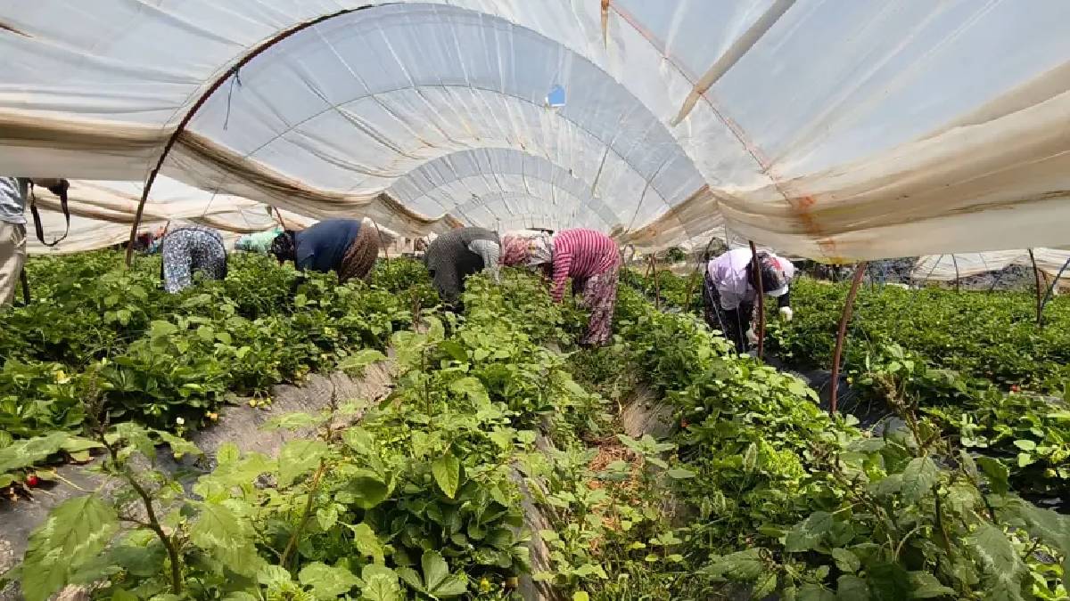 Sabah 06.00’da başlıyor, günlük 1000 TL’ye çalışıyorlar! 40 derecede hasat sürüyor