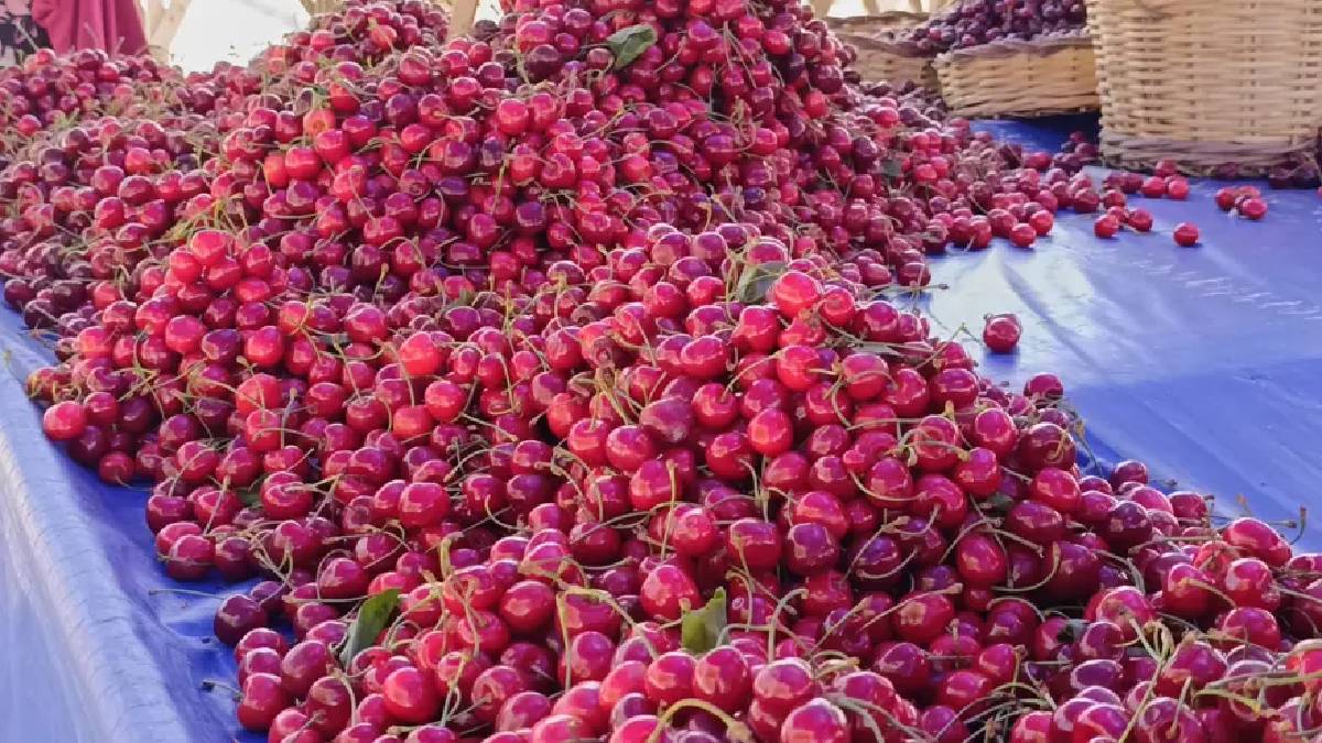 Tezgahlarda fiyat düşüşü dikkat çekti! 250 TL’den 150’ye geriledi
