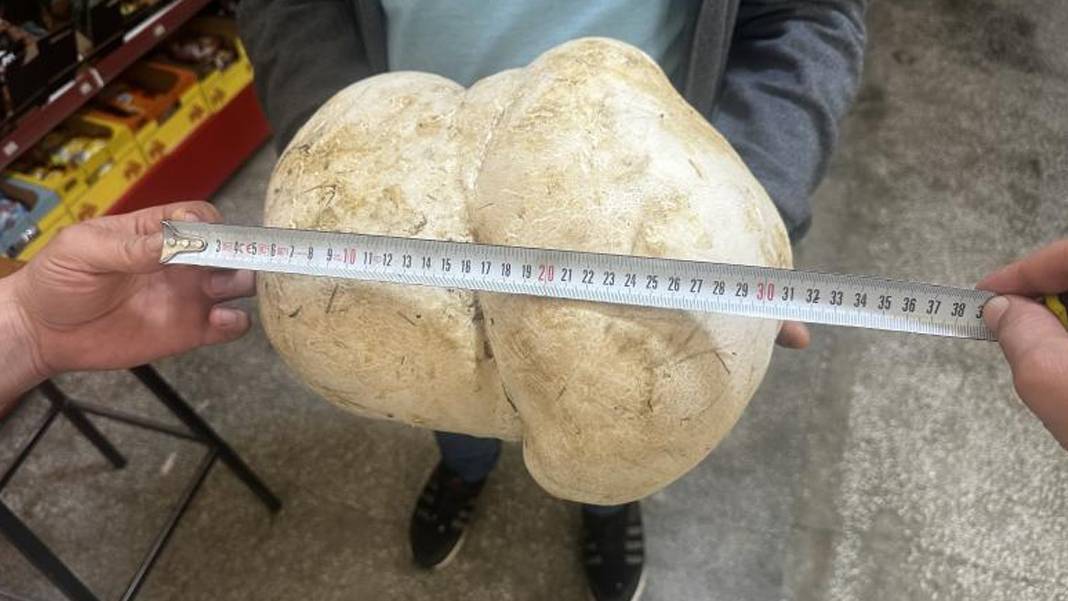 Tam 3 kilo 470 gram! Isparta'da bahçe temizliği yaparken dev mantar buldu