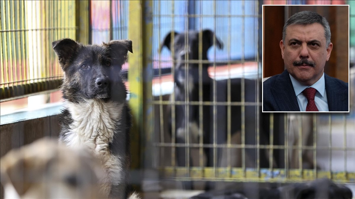 Bakan Çiftçi, yılbaşına kadar süre istedi: Sokak köpeklerinin tamamı barınaklarda toplanacak