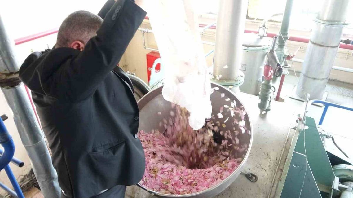 Üreticinin pembe altını! Kilosunu 12.000 Euro’ya satıyorlar