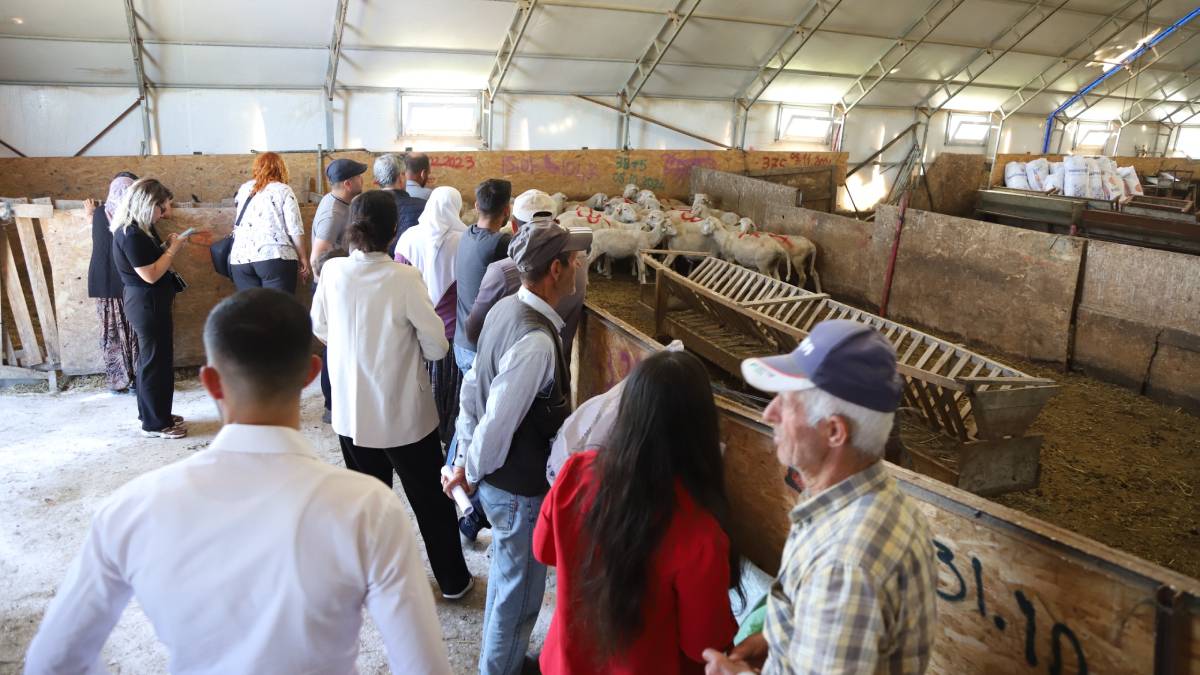 Üreticiye can suyu olan proje meyvelerini verdi: Damızlık koçlar teslim edildi