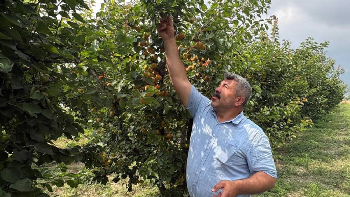 10 dönümde doğal üretim yapıyor! Ağaç başına 300 kg verim alıyor