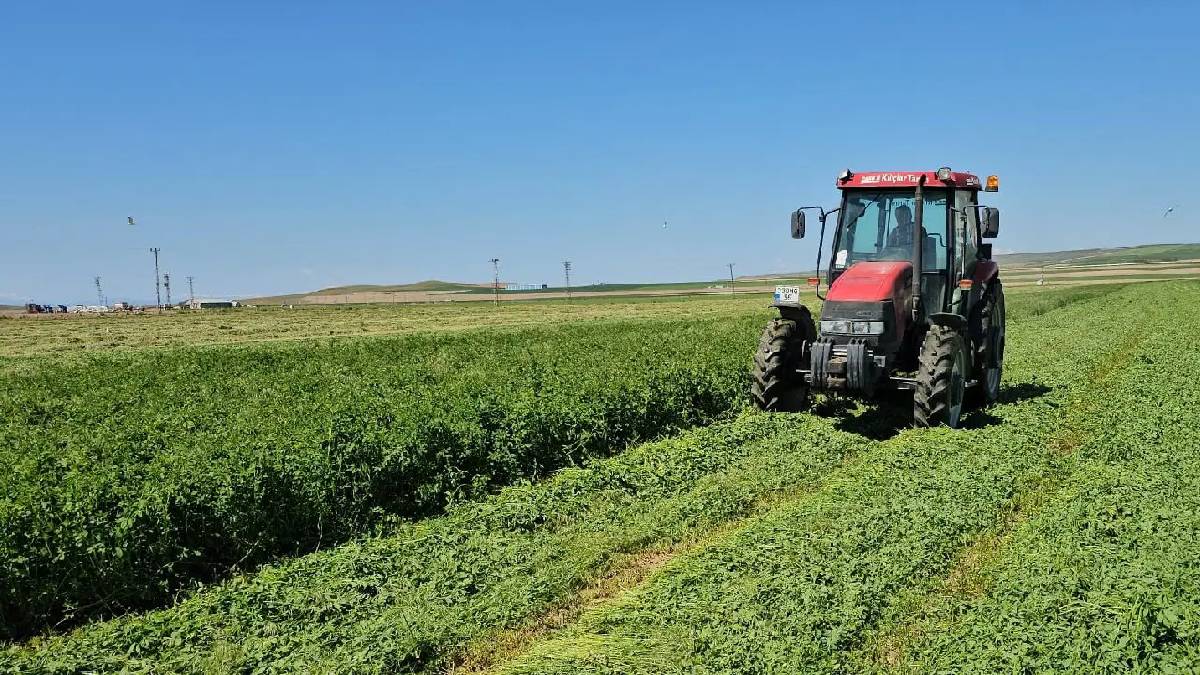 Toprağa bırakıldı, 90 günlük geri sayım başladı! Dönüme 450 kg verim bekleniyor