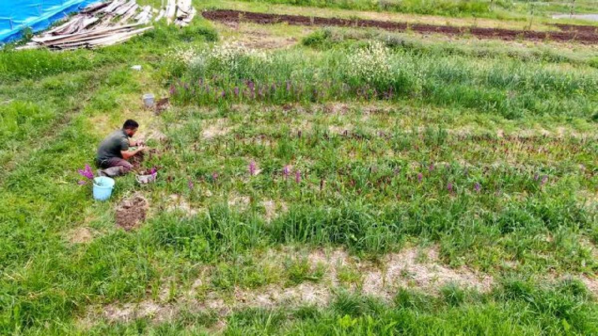 Kilosu 13.000 TL’ye satılıyor! Bir dönümden 400 kg verim bekleniyor