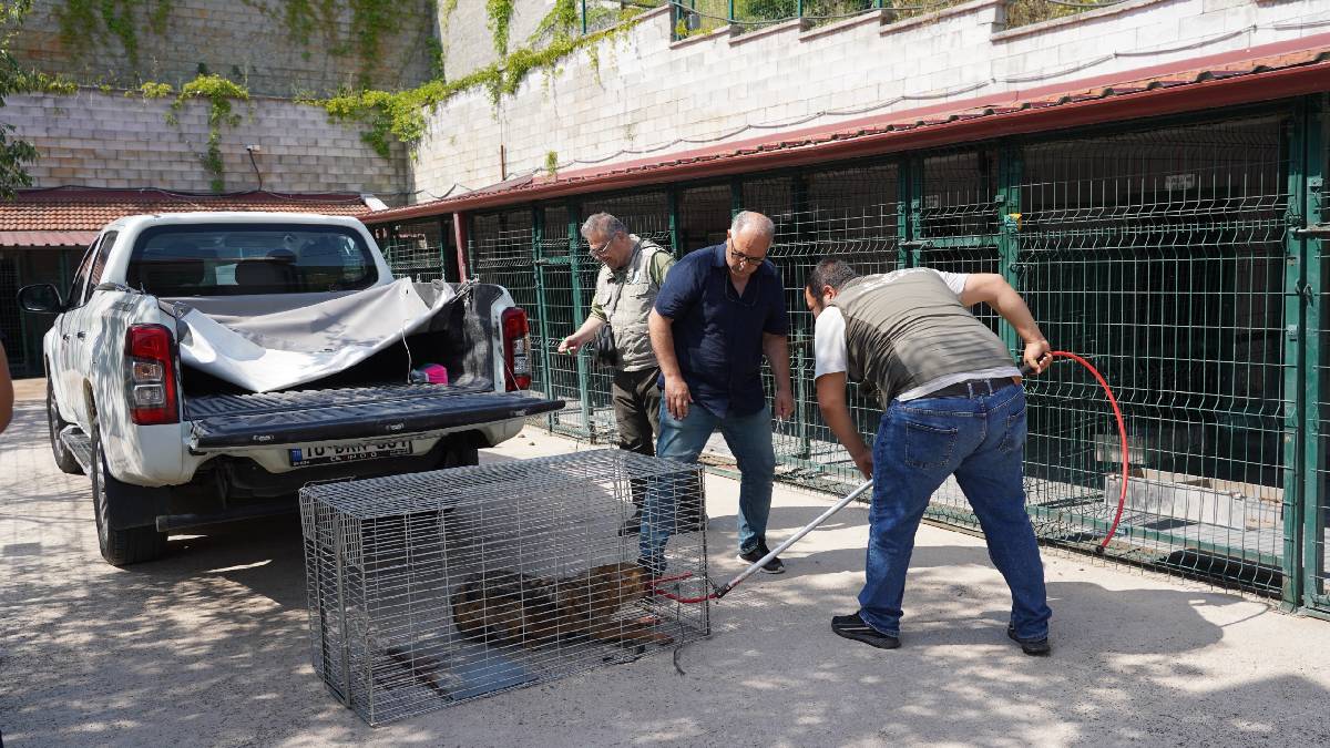 Yaraları tedavi edilen çakal doğal ortamına bırakılacak