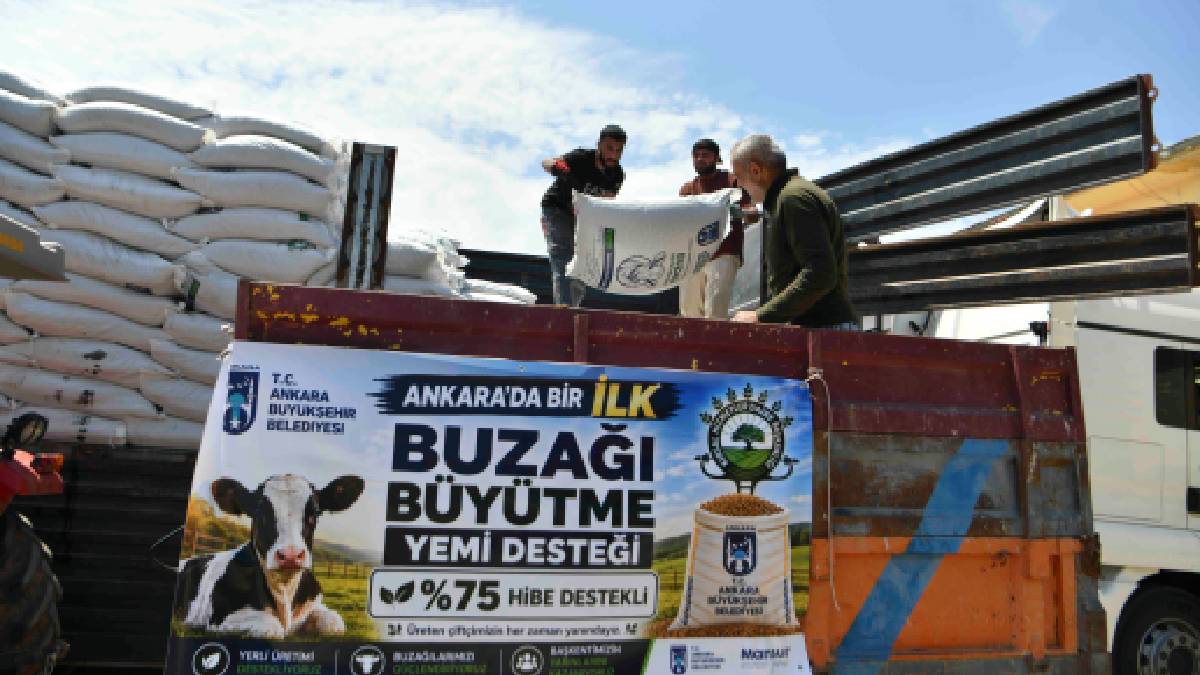 Büyükşehir’den Ankara’da bir ilk daha: Yüzde 75 hibeli buzağı büyütme yemi desteği