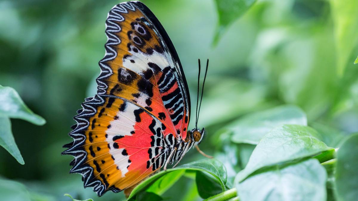 Bazı tropikal kelebekler neden çok daha uzun ömürlü?