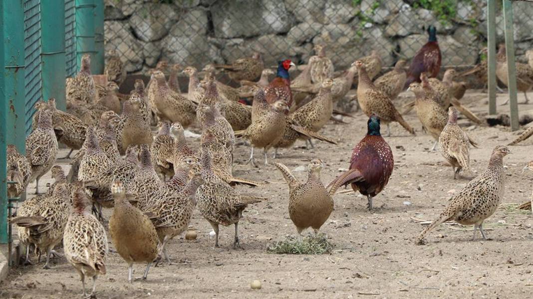 Kene tehdidine karşı keklik ve sülün ordusu