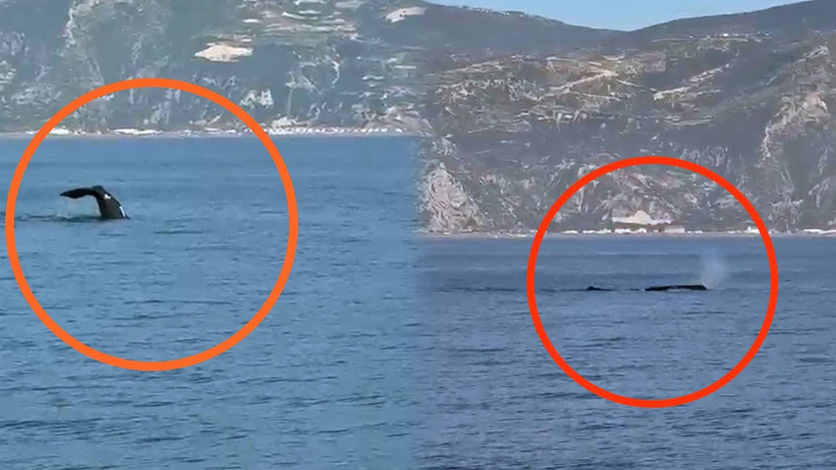 Hatay'da deniz turuna çıkanlara balina şoku