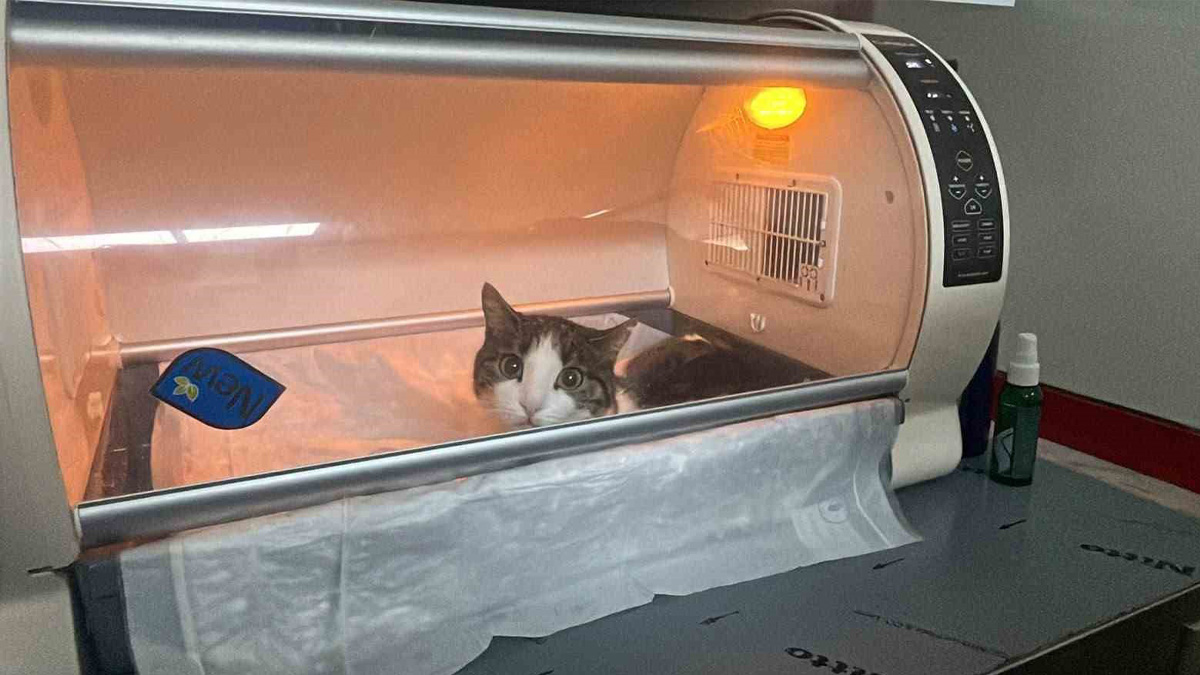 Antalya Alanya'da kusma şikayetiyle veteriner kliniğine götürülen kediden 400 gram kitle çıkarıldı