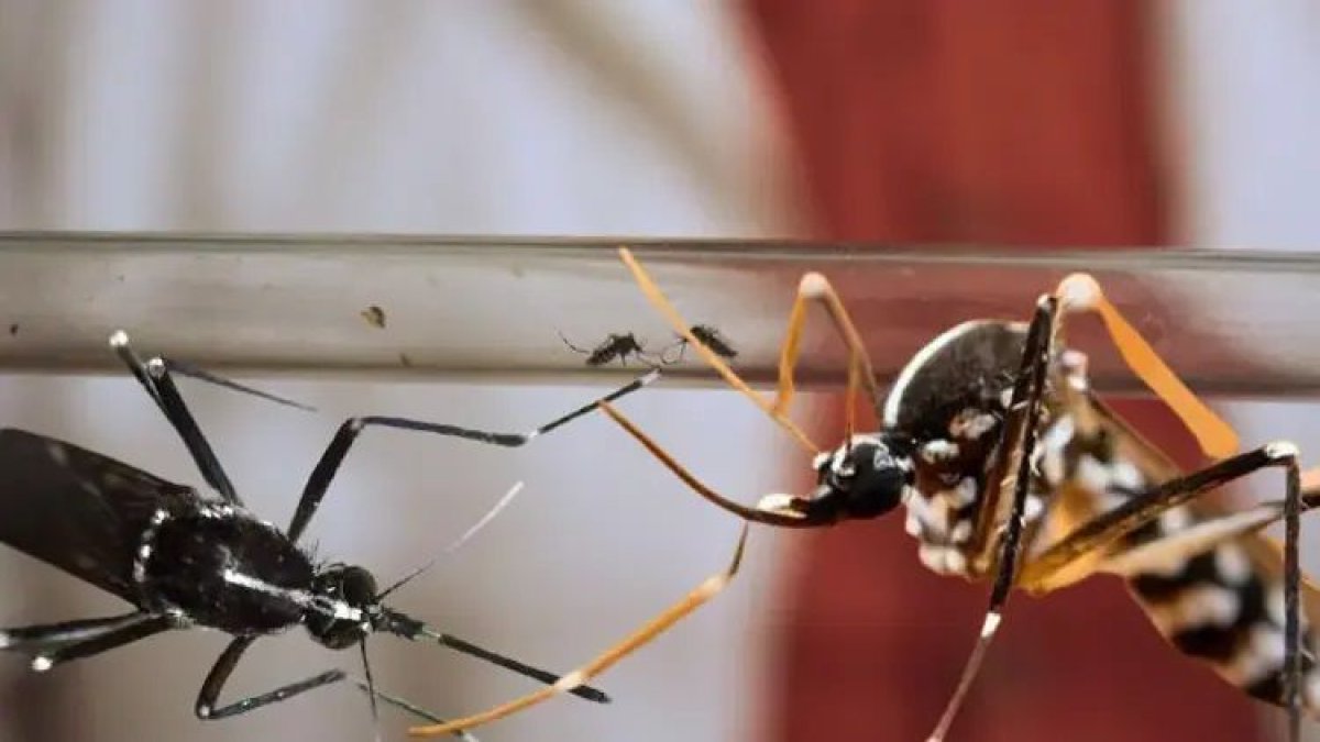 Kapınızın önündeki küçük su birikintilerine dikkat: Zika virüsü taşıyan sivrisinek uyarısı