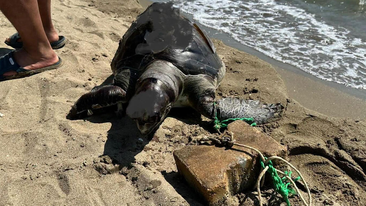 İzmir’de yüzgecine parke taşı bağlanan kaplumbağa ölü bulundu