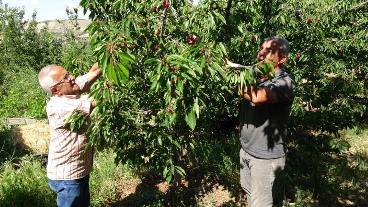 Günlük 3.000 TL yevmiye veriyorlar! Malatyalı çiftçiler hasat işçisi bulamıyor