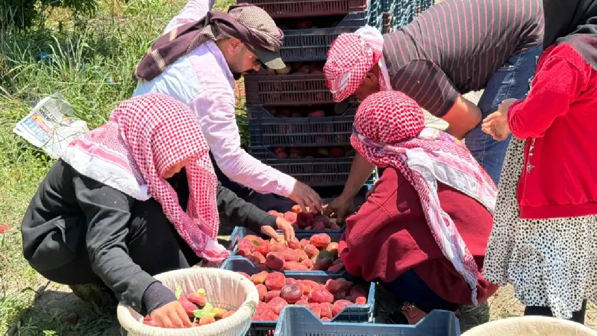 Don ve ayaz vurdu, rekolte düştü! Üretici 15 TL’den kazanamıyor, pazarcılar 60 TL’ye satıyor