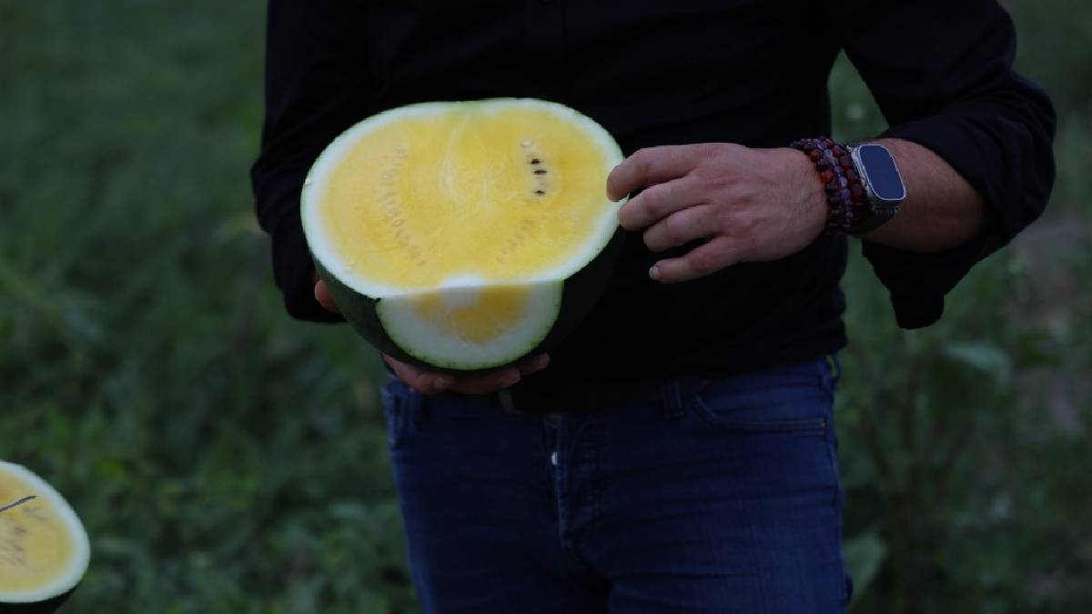 Dışı karpuz yeşili, içi kavun sarısı! Adana'da sarı karpuz hasat için gün sayıyor