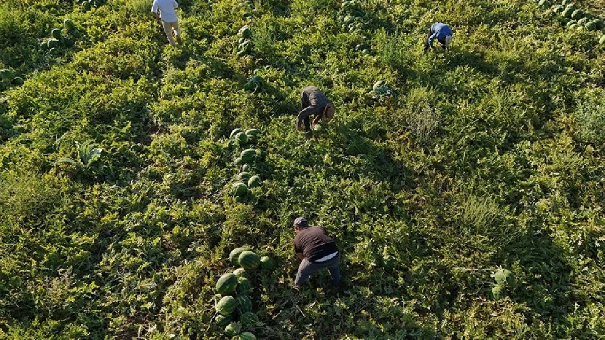 Aydın’da ilk kez örtü altında karpuz üretildi! Kilosu 15 TL’den satılıyor