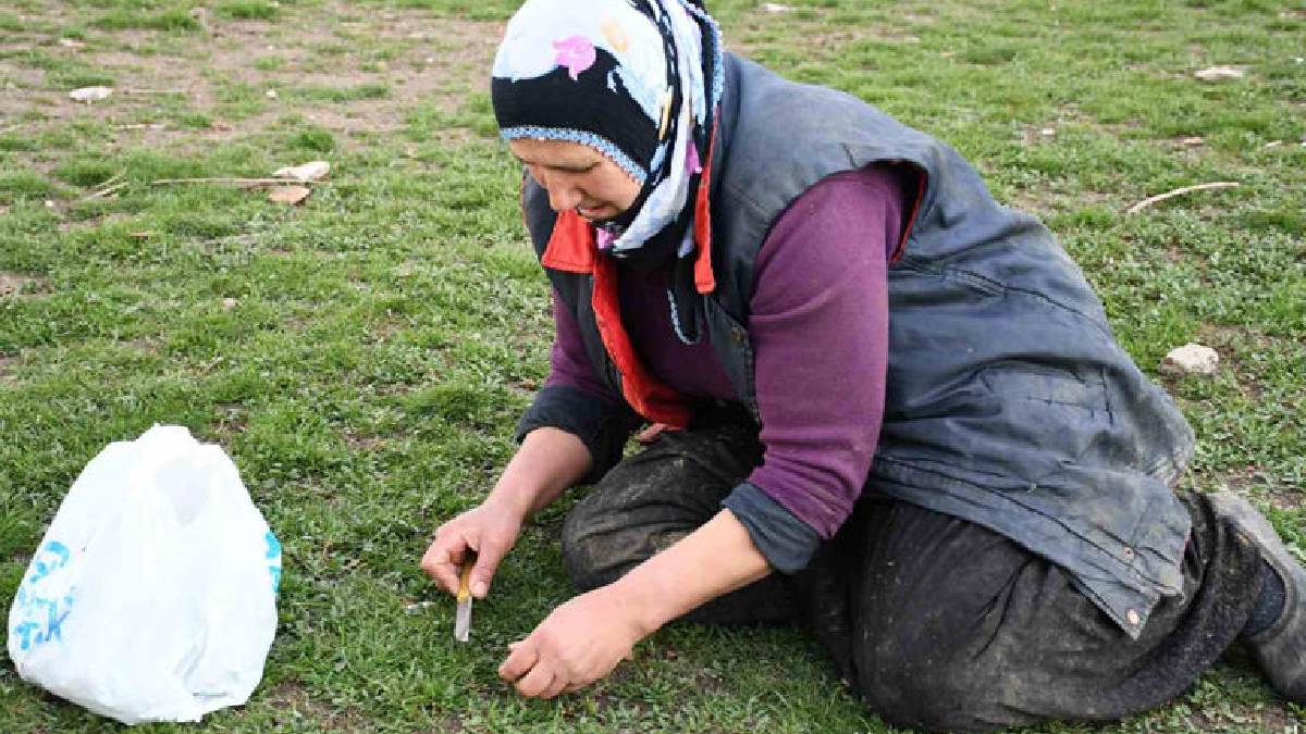 Yağışlarla toprakta yeniden tazelendi! Jiletle toplanıp 200 TL’ye satılıyor
