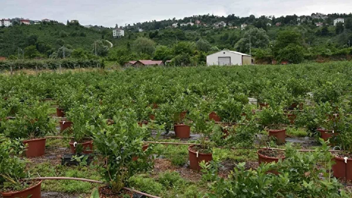 Ordu’da fındığa alternatif ekiliyor! Tonlarca üretimle gelir katlanıyor
