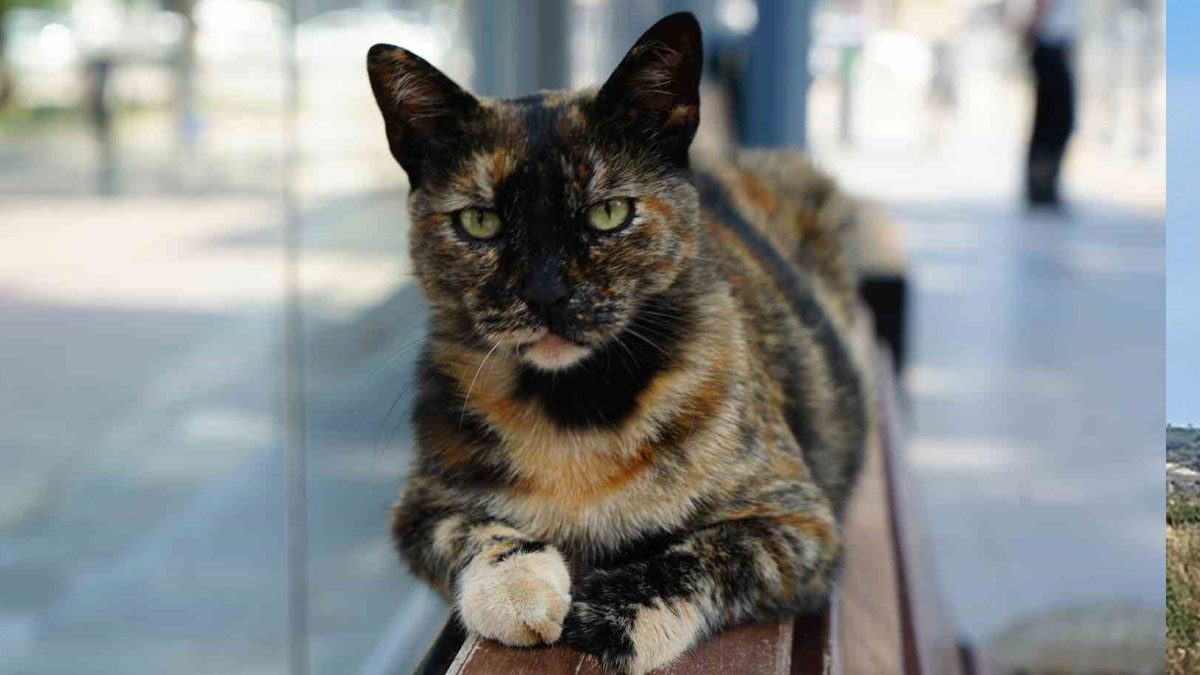 Tramvay durağını mesken tutan kedi yolcuların neşe kaynağı oldu