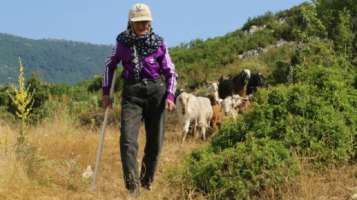 94 yaşında keçileriyle dağları geziyor: Antalya’nın ‘Süper çobanı’ Emine Nine!