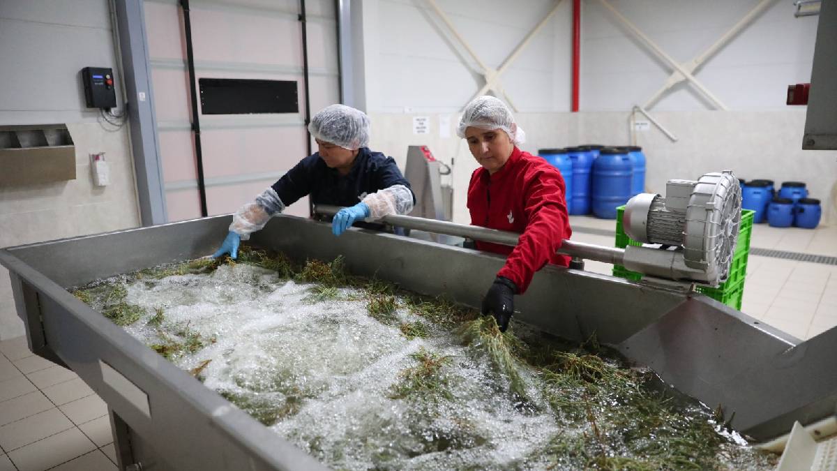 Efeler'in fabrikasında enginar sezonu bitti, ege otları tezgâha indi