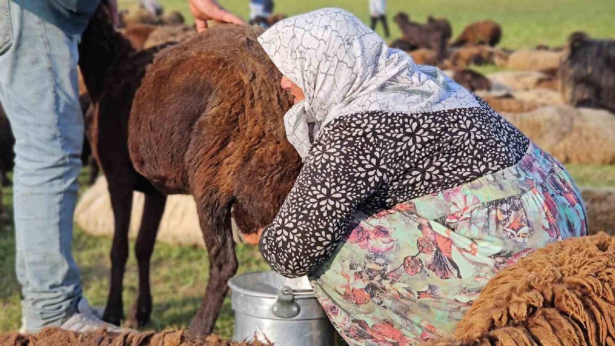 Lezzetli süt dağlardan geliyor! Muş’ta 2.000 rakımda yayla mesaisi başladı