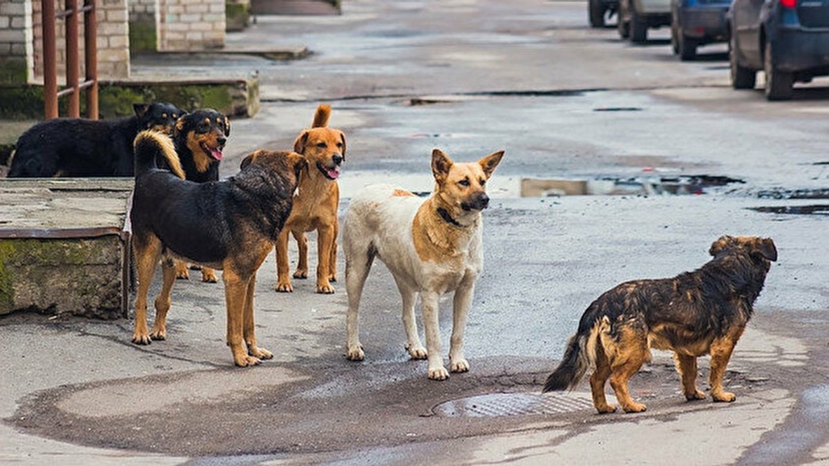 Sahipsiz hayvan düzenlemesi ihmallerine soruşturma: 2 belediye başkanına izin, 1 başkana ön inceleme