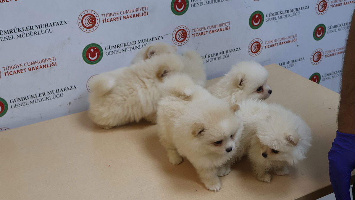 Kapıkule'de Pomeranian operasyonu: Piyasa değeri 472 bin lira