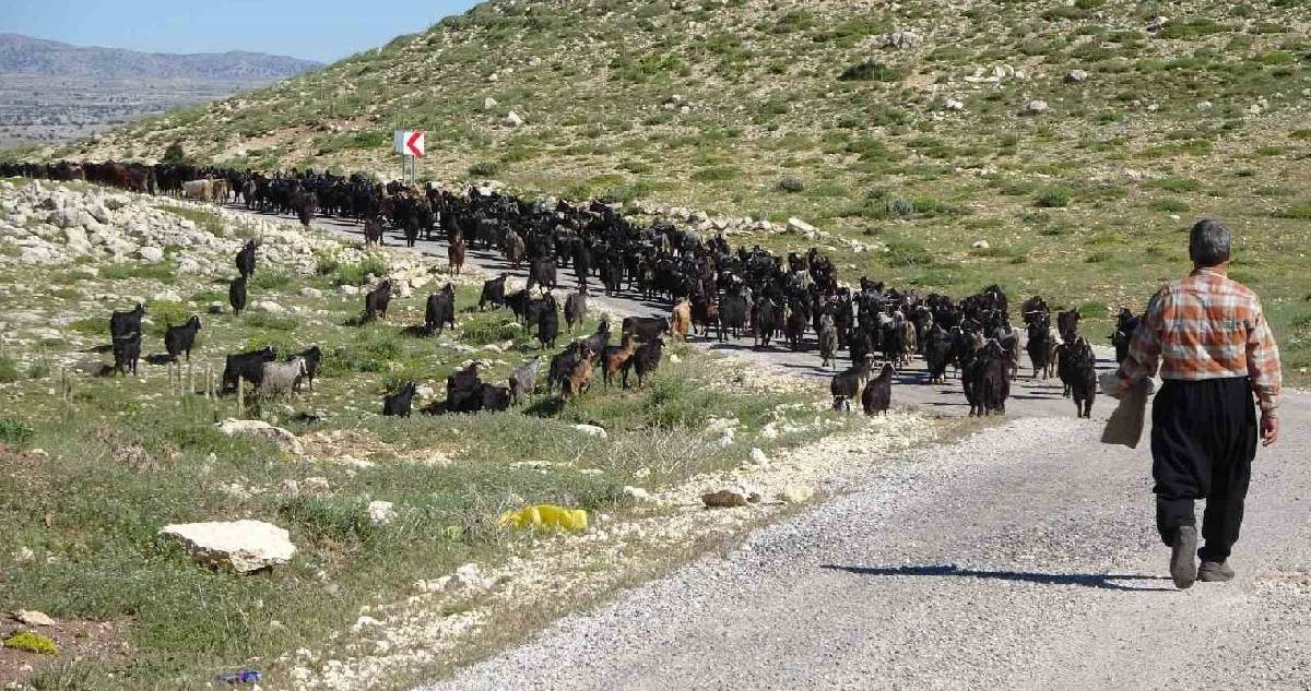 Toroslarda zorlu mesai başladı: Gün boyu dağlarda geziyorlar, geçimlerini dağlardan sağlıyorlar