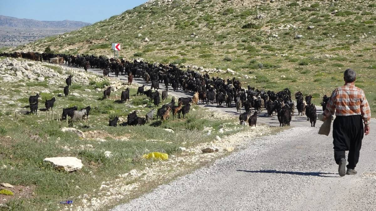 Yağışlar Toroslara bereket getirdi! 800.000 keçiyle mesai başladı