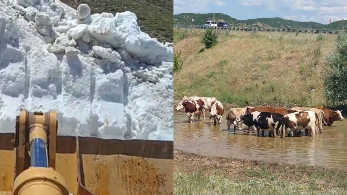 Bingöl 2 mevsimi bir arada yaşıyor: Bir tarafta karla mücadele var bir tarafta sıcaktan bunalan inekler