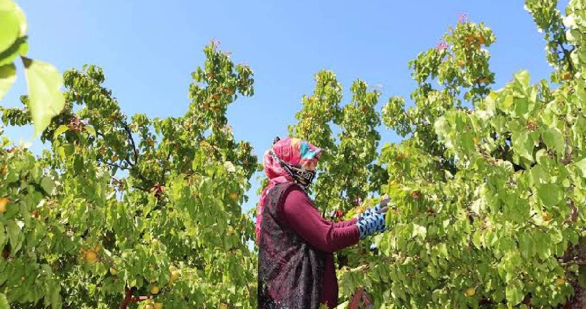 Alyanak olarak biliniyor, hasadı hızla devam ediyor: Kilosu 40 TL’den alıcı buluyor