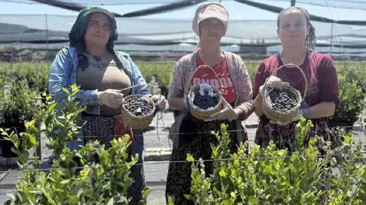 Bodrum’un turistleri denize değil bahçeye akın ediyor! Topraksız tarımla yetişmeyeceği bölgede yetiştiriyor